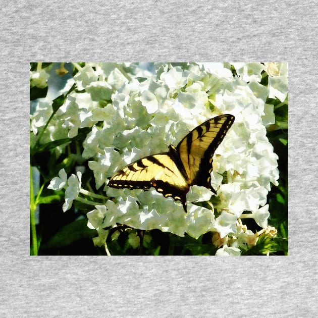 Butterflies - Swallowtail on White Hydrangea by SusanSavad